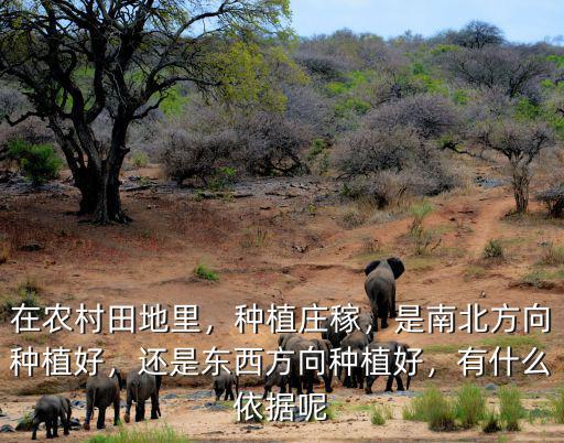 在农村田地里，种植庄稼，是南北方向种植好，还是东西方向种植好，有什么依据呢