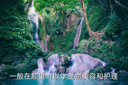 宠物美容哪里学最好,宠物美容去哪里学比较好