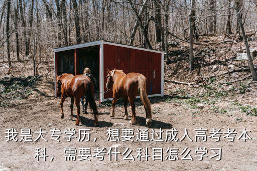 我是大专学历，想要通过成人高考考本科，需要考什么科目怎么学习