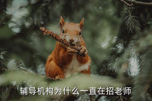 辅导机构为什么一直在招老师