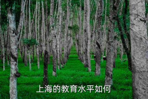 上海泥城的教育怎么样,上海泥城买房