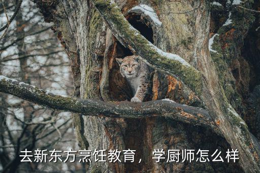 去新东方烹饪教育，学厨师怎么样