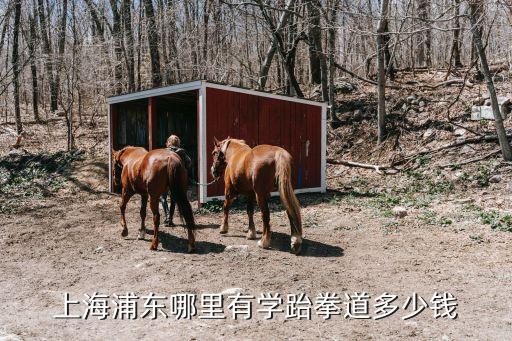 上海浦东哪里有学跆拳道多少钱