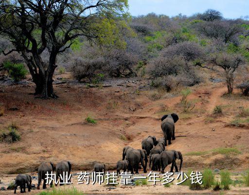 河北职业药师挂证