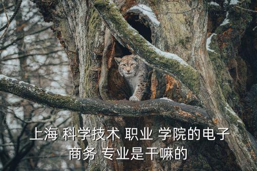  上海 科学技术 职业 学院的电子商务 专业是干嘛的