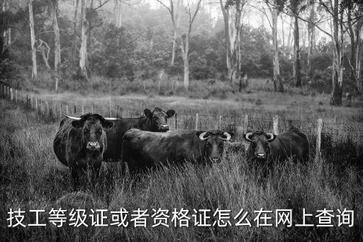 技工等级证或者资格证怎么在网上查询